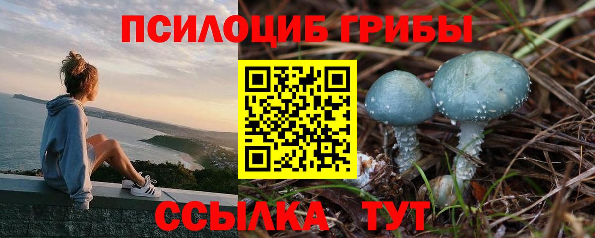 Псилоцибиновые грибы Psilocybe Отрадное